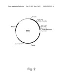 Methods For Producing Secreted Polypeptides diagram and image