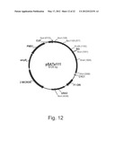 Methods For Producing Secreted Polypeptides diagram and image