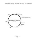 Methods For Producing Secreted Polypeptides diagram and image