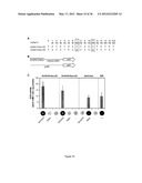 MODULAR DNA-BINDING DOMAINS AND METHODS OF USE diagram and image