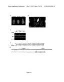 MODULAR DNA-BINDING DOMAINS AND METHODS OF USE diagram and image