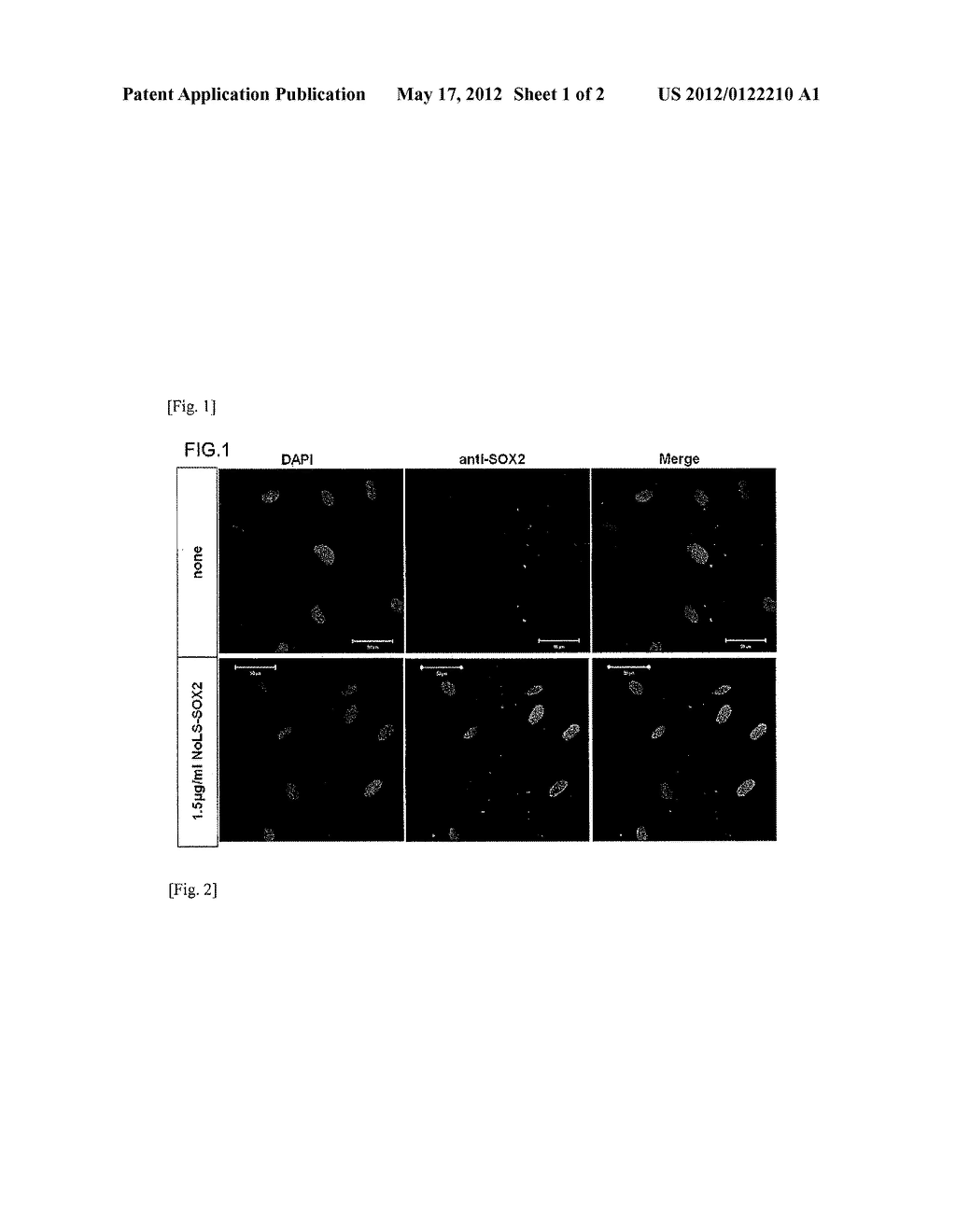 CARRIER PEPTIDE FRAGMENT AND USE THEREOF - diagram, schematic, and image 02