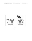 HOMOGENEOUS NONCOMPETITIVE DETECTION OF POST TRANSLATIONAL MODIFICATIONS     FOR USE IN HIGH THROUGHPUT ASSAYS diagram and image