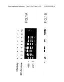 VMP-Like Sequences of Pathogenic Borrelia diagram and image