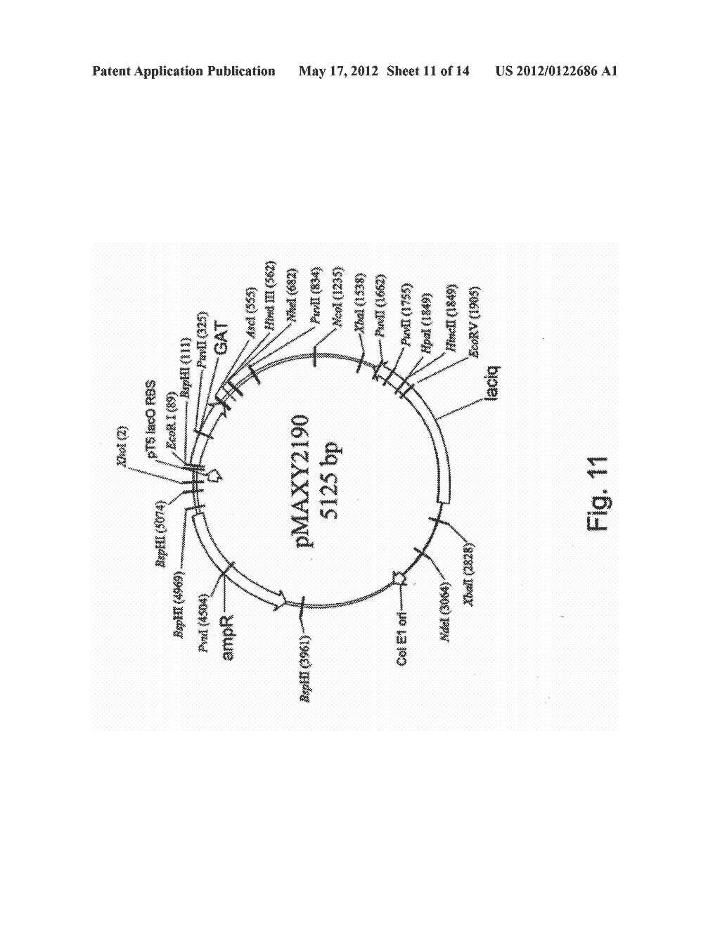 NOVEL GLYPHOSATE-N-ACETYLTRANSFERASE (GAT) GENES - diagram, schematic, and image 12