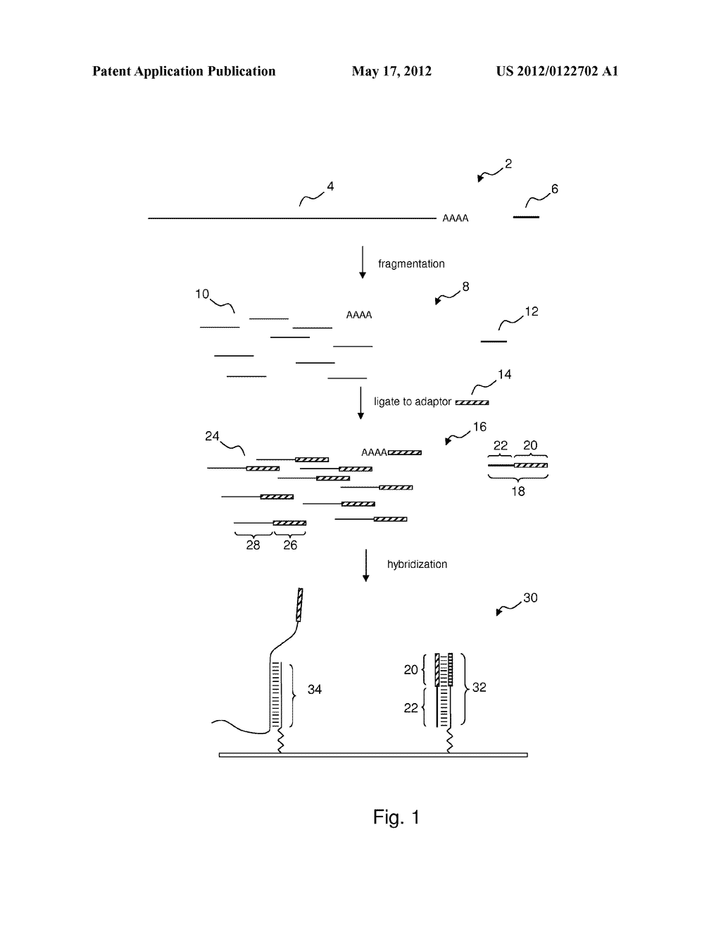 RNA LABELING METHOD - diagram, schematic, and image 02