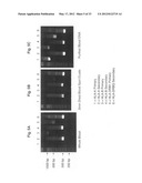 Methods for PCR and HLA typing using unpurified samples diagram and image