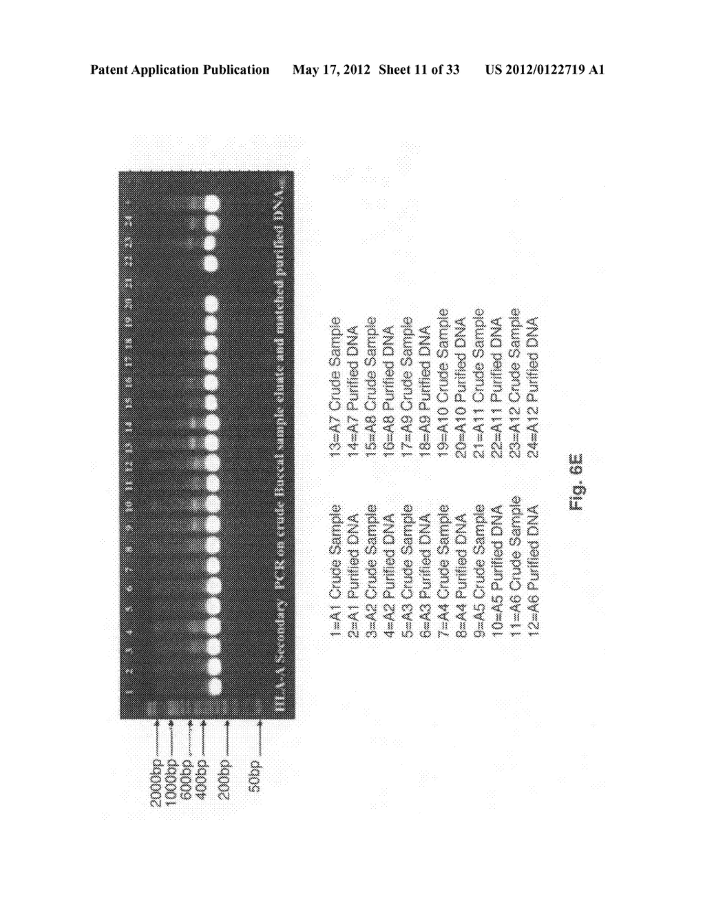 Methods for PCR and HLA typing using unpurified samples - diagram, schematic, and image 12