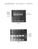 Methods for PCR and HLA typing using unpurified samples diagram and image