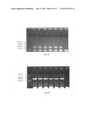 Methods for PCR and HLA typing using unpurified samples diagram and image