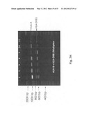 Methods for PCR and HLA typing using unpurified samples diagram and image