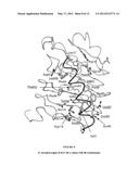 STRUCTURE OF THE C-TERMINAL REGION OF THE INSULIN RECEPTOR a-CHAIN AND OF     THE INSULIN-LIKE GROWTH FACTOR RECEPTOR a-CHAIN diagram and image