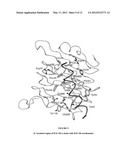 STRUCTURE OF THE C-TERMINAL REGION OF THE INSULIN RECEPTOR a-CHAIN AND OF     THE INSULIN-LIKE GROWTH FACTOR RECEPTOR a-CHAIN diagram and image