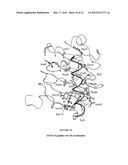 STRUCTURE OF THE C-TERMINAL REGION OF THE INSULIN RECEPTOR a-CHAIN AND OF     THE INSULIN-LIKE GROWTH FACTOR RECEPTOR a-CHAIN diagram and image