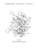 STRUCTURE OF THE C-TERMINAL REGION OF THE INSULIN RECEPTOR a-CHAIN AND OF     THE INSULIN-LIKE GROWTH FACTOR RECEPTOR a-CHAIN diagram and image