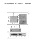 Compound And Method For Treatment Of Alzheimer s Disease diagram and image