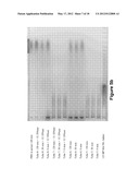 Long-Acting DNA Dendrimers and Methods Thereof diagram and image