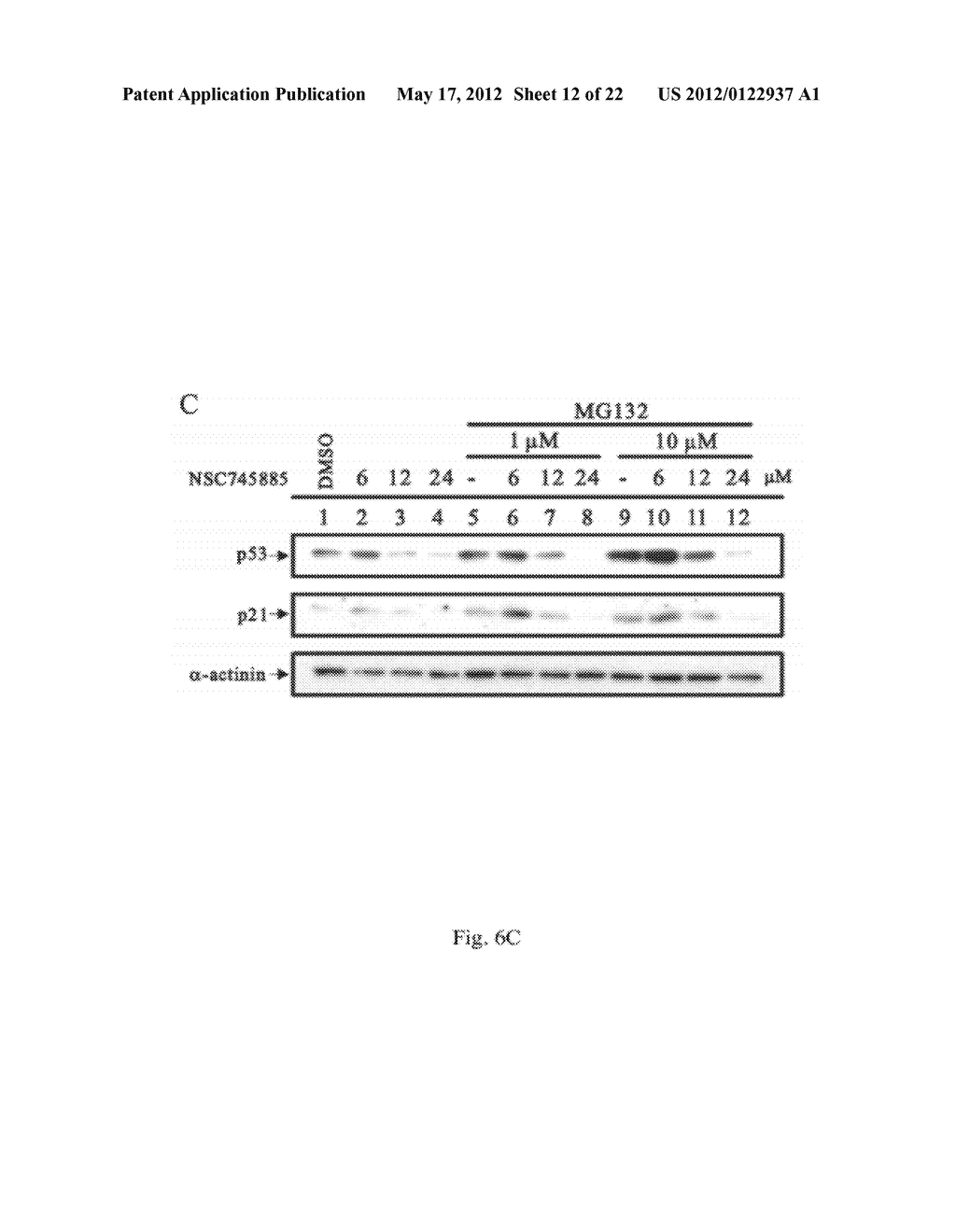 METHODS FOR INHIBITING CANCER CELL PROLIFERATION AND INDUCING CANCER CELL     APOPTOSIS - diagram, schematic, and image 13