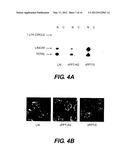 LENTIVIRAL TRIPLEX DNA, AND VECTORS AND RECOMBINANT CELLS CONTAINING     LENTIVIRAL TRIPLEX DNA diagram and image