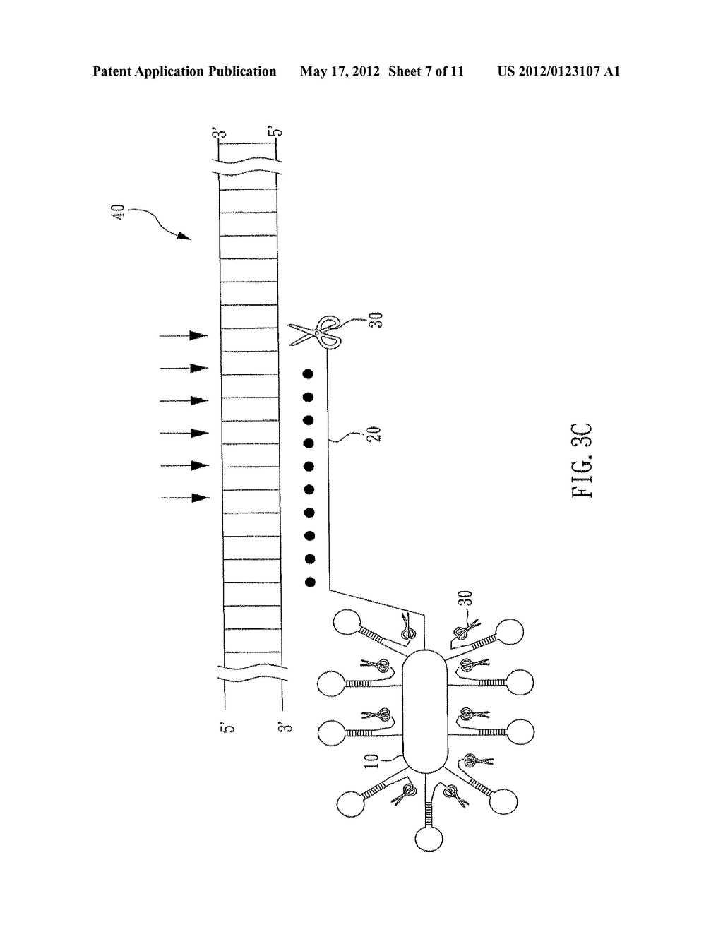 NUCLEIC ACID CLEAVAGE COMPLEX AND METHOD FOR USING THE SAME - diagram, schematic, and image 08