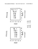 SHOE HAVING LACE FITTING STRUCTURE diagram and image