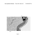 DIGITAL MICROSCOPY WITH FOCUS GRADING IN ZONES DISTINGUISHED FOR     COMPARABLE IMAGE STRUCTURES diagram and image