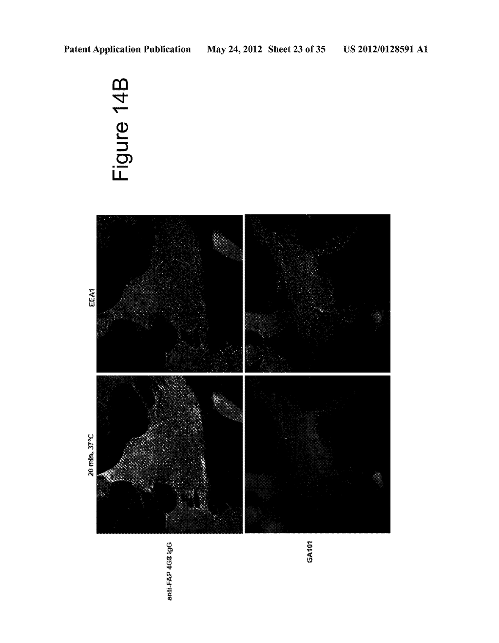 ANTI-FAP ANTIBODIES AND METHODS OF USE - diagram, schematic, and image 24