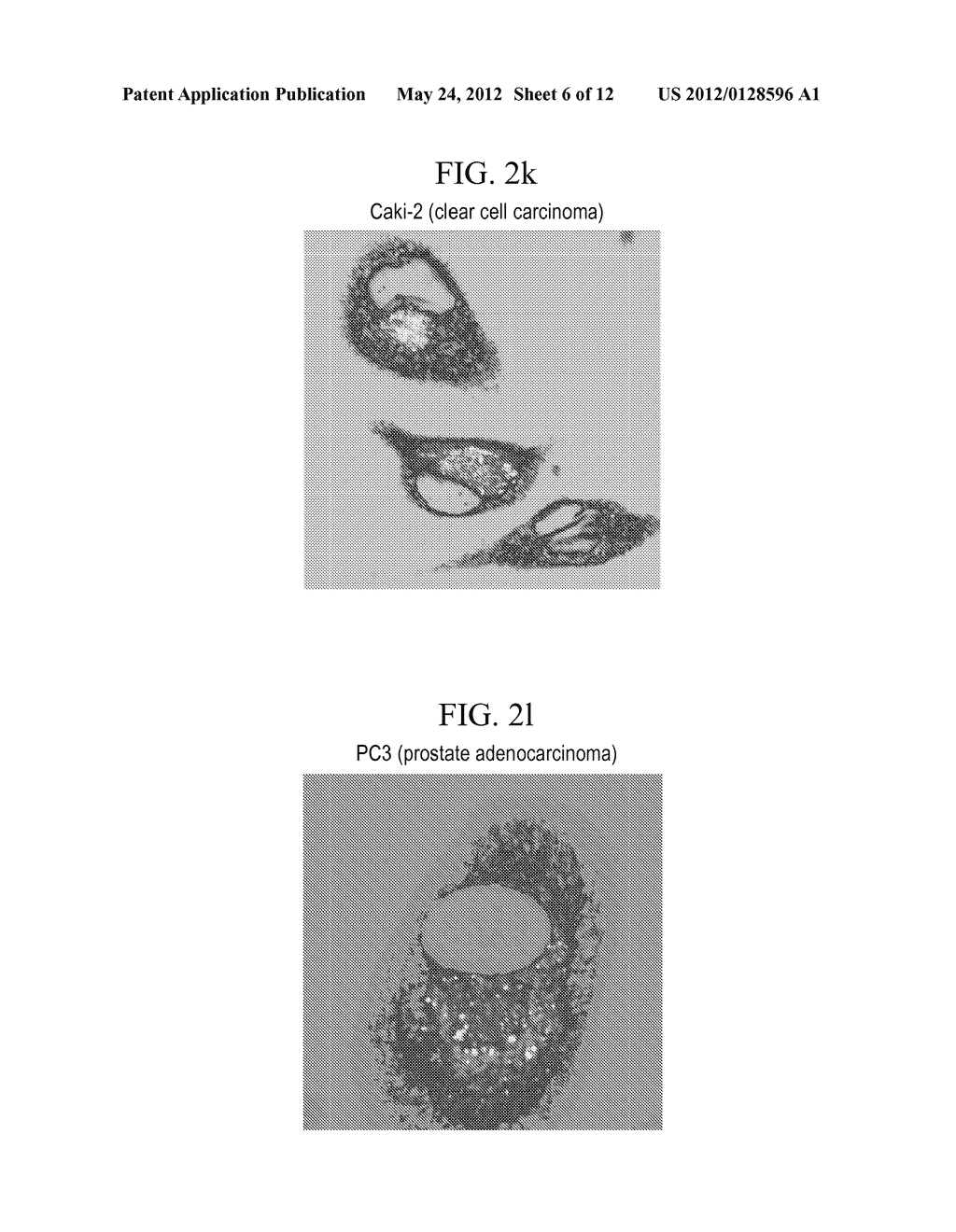 FLUORESCENT PHOSPHOLIPID ETHER COMPOUNDS, COMPOSITIONS, AND METHODS OF USE - diagram, schematic, and image 07