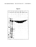 MODIFIED NON-CYTOTOXIC PROTEASES diagram and image