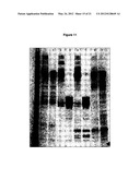 MODIFIED NON-CYTOTOXIC PROTEASES diagram and image