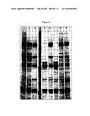 MODIFIED NON-CYTOTOXIC PROTEASES diagram and image