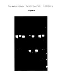 MODIFIED NON-CYTOTOXIC PROTEASES diagram and image