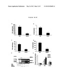 RAGE G82S-RELATED METHODS AND COMPOSITIONS FOR TREATING INFLAMMATORY     DISORDERS diagram and image
