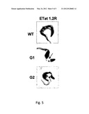 APOLIPOPROTEIN L- I VARIANTS AND THEIR USE diagram and image