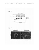 THERAPEUTIC AGENTS FOR ALZHEIMER S DISEASE AND CANCER diagram and image