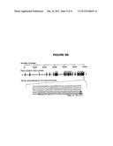 TENEURIN C-TERMINAL ASSOCIATED PEPTIDES (TCAP) AND METHODS AND USES     THEREOF diagram and image