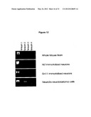 TENEURIN C-TERMINAL ASSOCIATED PEPTIDES (TCAP) AND METHODS AND USES     THEREOF diagram and image