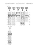 C6ORF167 PEPTIDES AND VACCINES CONTAINING THE SAME diagram and image