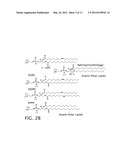 Sphingomyelin Liposomes for the Treatment of Hyperactive Bladder Disorders diagram and image