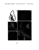 IMAGING INDIVIDUAL MRNA MOLECULES USING MULTIPLE SINGLY LABELED PROBES diagram and image