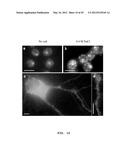 IMAGING INDIVIDUAL MRNA MOLECULES USING MULTIPLE SINGLY LABELED PROBES diagram and image