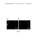 HONEYCOMB SHRINK WELLS FOR STEM CELL CULTURE diagram and image