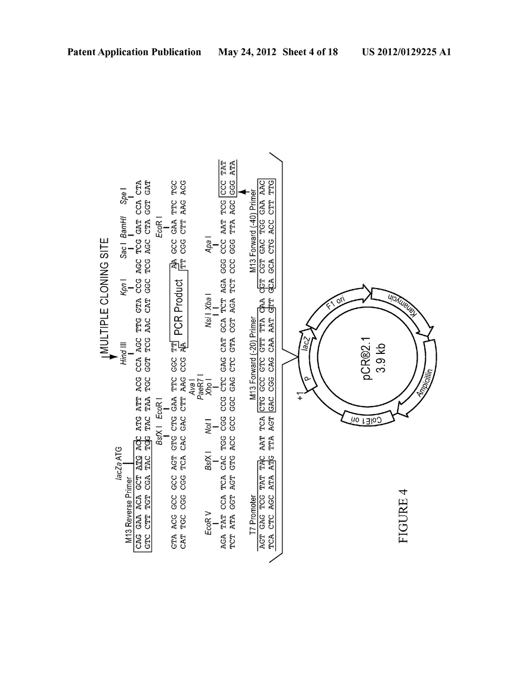 METHODS AND REAGENTS FOR MOLECULAR CLONING - diagram, schematic, and image 05