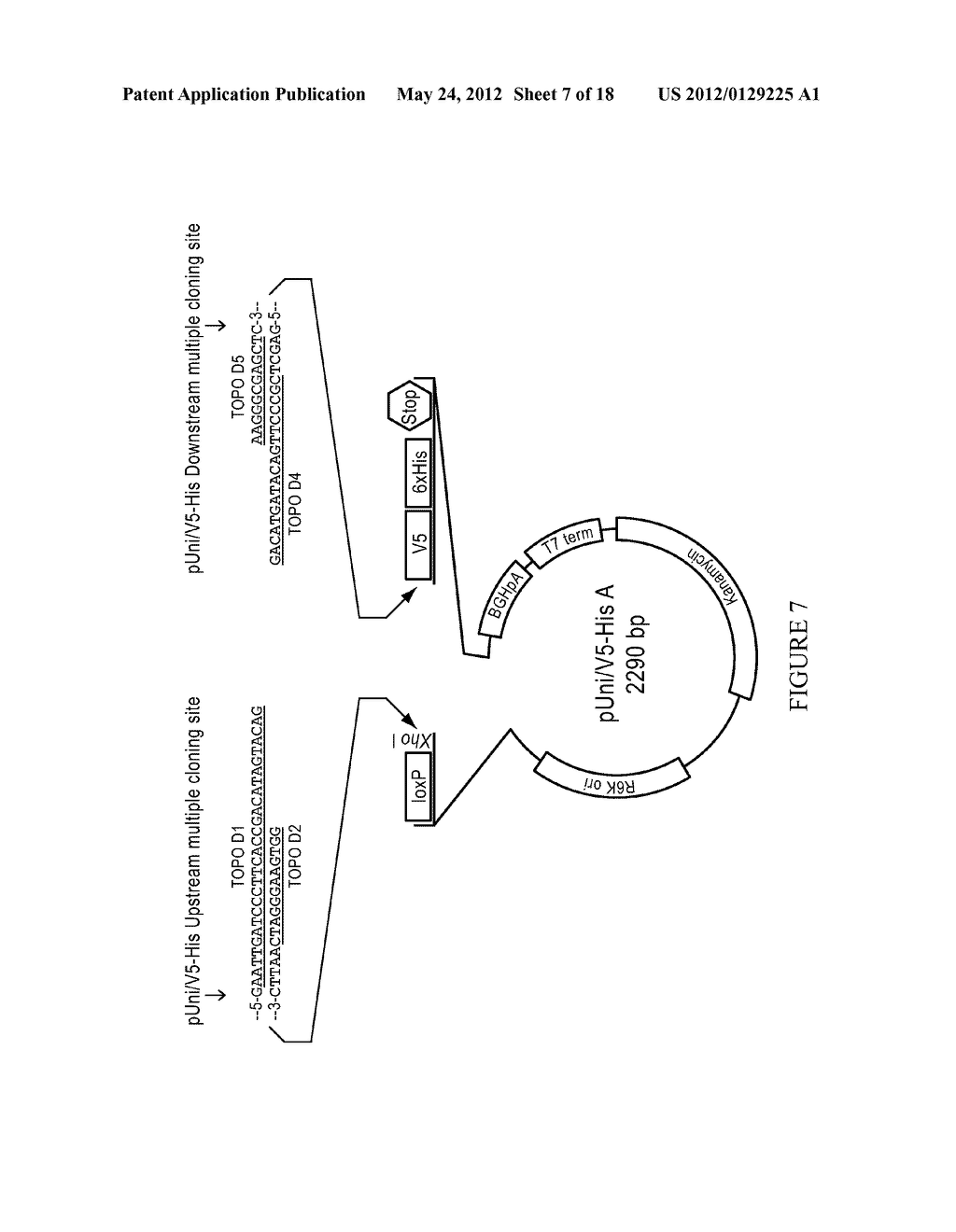 METHODS AND REAGENTS FOR MOLECULAR CLONING - diagram, schematic, and image 08