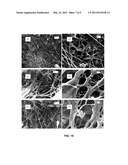 BACTERIAL CELLULOSE BASED  GREEN  COMPOSITES diagram and image