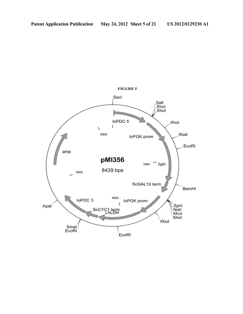 Genetically Modified Yeast of the Species Issatchenkia Orientalis and     Closely Related Species, and Fermentation Processes Using Same - diagram, schematic, and image 06