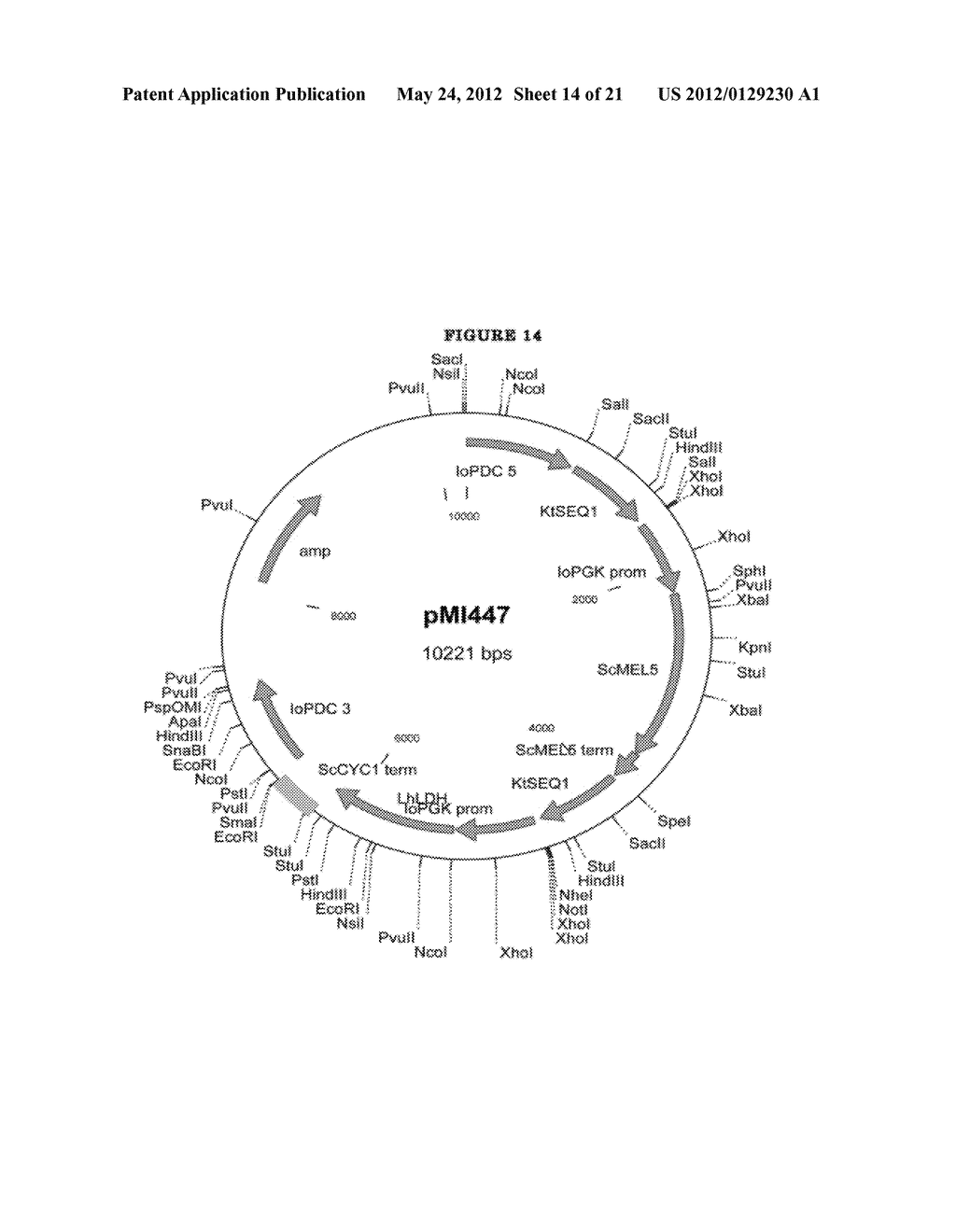 Genetically Modified Yeast of the Species Issatchenkia Orientalis and     Closely Related Species, and Fermentation Processes Using Same - diagram, schematic, and image 15