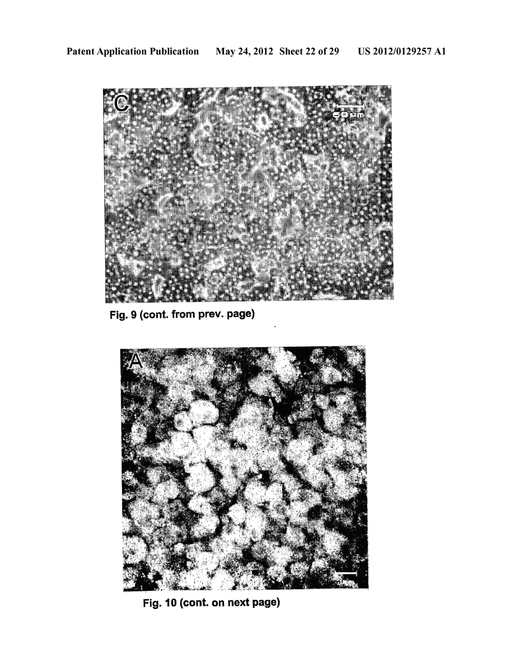 Apparatus For Culturing Anchorage Dependent Cells - diagram, schematic, and image 23