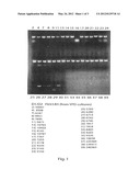 Qualitative/Quantitative Detection of Fungal Species diagram and image