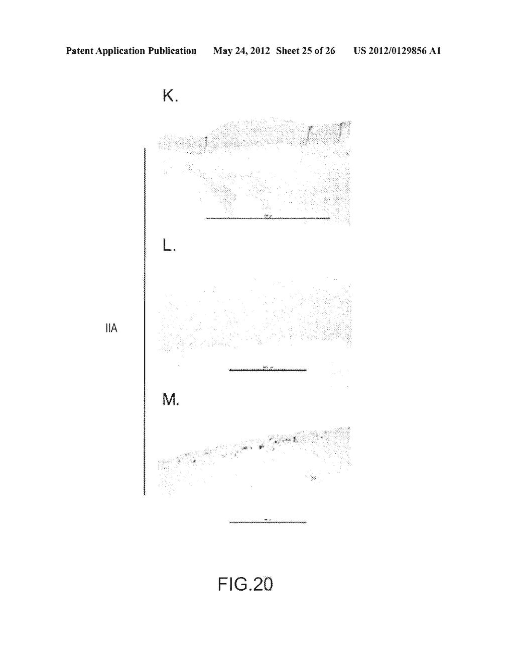 COMPOUNDS, COMPOSITIONS AND METHODS USEFUL FOR CHOLESTEROL MOBILISATION - diagram, schematic, and image 26